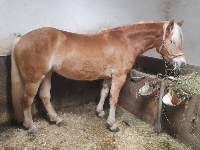 Haflinger Mare 3 years 14.2 hh Chestnut-Red in St. Leonhard in Passeier