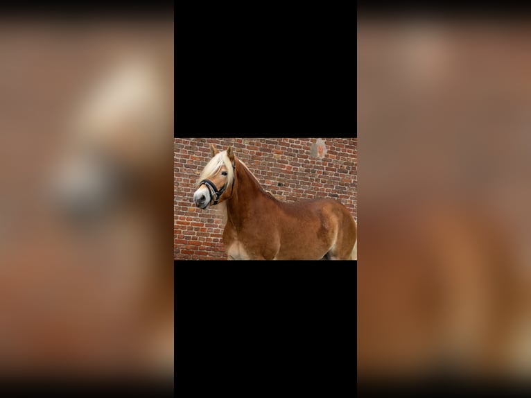 Haflinger Mare 3 years 14,2 hh Chestnut-Red in Sas van Gent