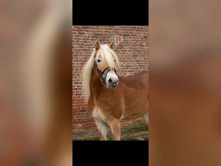 Haflinger Mare 3 years 14,2 hh Chestnut-Red in Sas van Gent