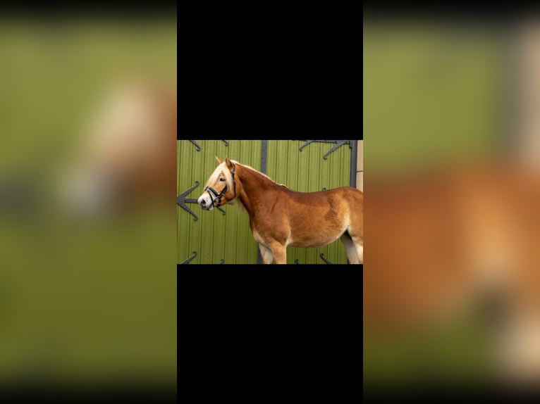 Haflinger Mare 3 years 14,2 hh Chestnut-Red in Sas van Gent