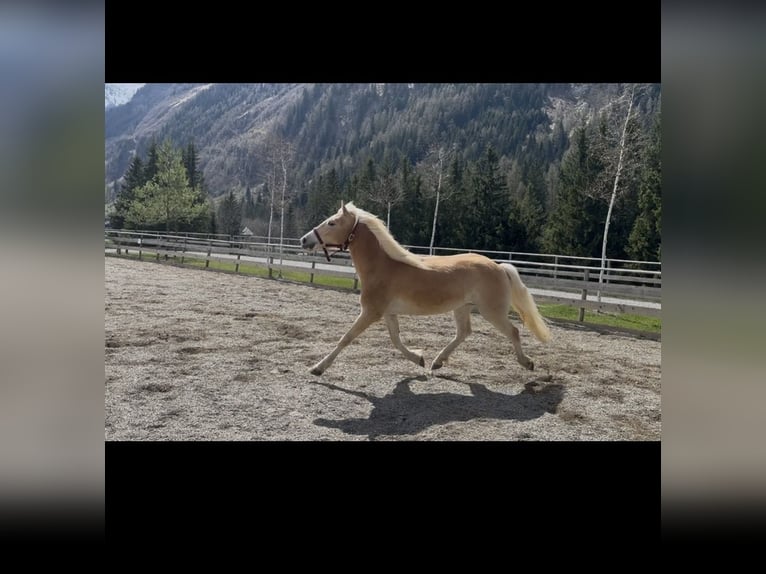 Haflinger Mare 3 years 14.2 hh Chestnut-Red in Rauris