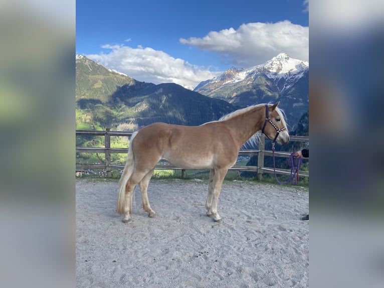 Haflinger Mare 3 years 14.2 hh Chestnut-Red in Hippach-Schwendberg