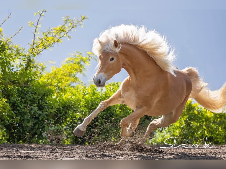 Haflinger Mare 3 years 14,2 hh Chestnut-Red in Tscherms