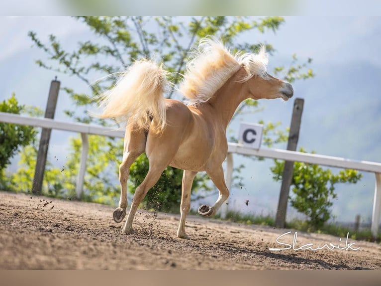 Haflinger Mare 3 years 14,2 hh Chestnut-Red in Tscherms