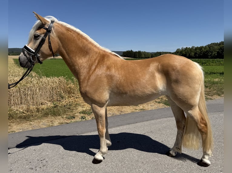 Haflinger Mare 3 years 14.2 hh Chestnut-Red in Riedlingen