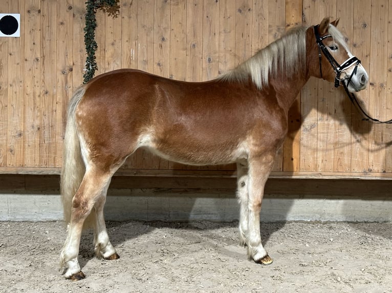 Haflinger Mare 3 years 14,2 hh Chestnut-Red in Riedlingen