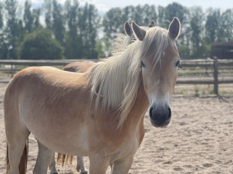 Haflinger Mare 3 years 14 2 hh Chestnut Red in Trebbin