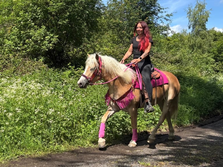 Haflinger Mare 3 years 14.2 hh Chestnut-Red in Linkenbach