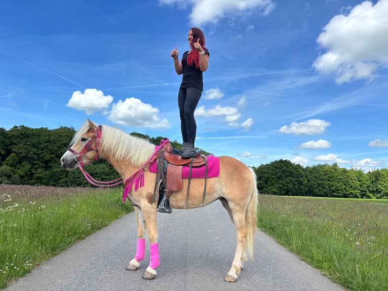 Haflinger Mare 3 years 14.2 hh Chestnut-Red in Linkenbach