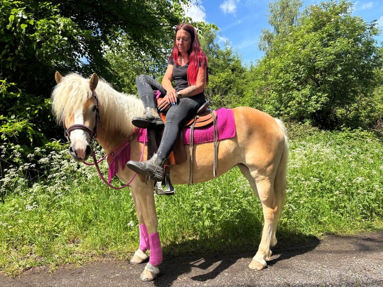 Haflinger Mare 3 years 14.2 hh Chestnut-Red in Linkenbach