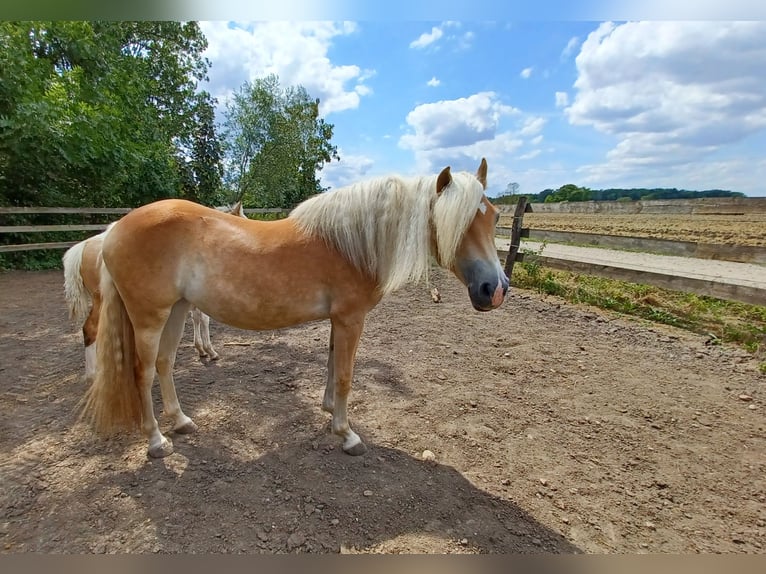Haflinger Mare 3 years 14,2 hh Chestnut-Red in Wallersdorf