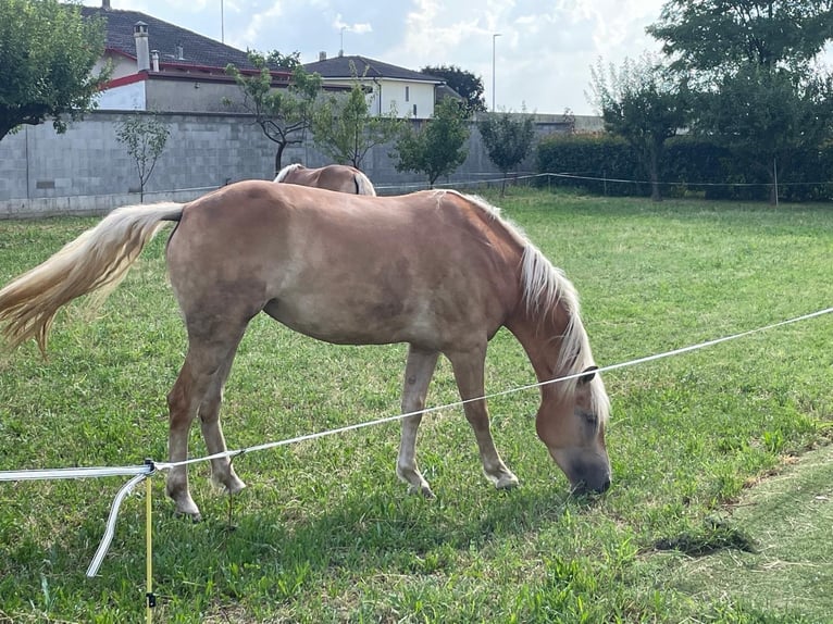 Haflinger Mare 3 years 14,2 hh Chestnut-Red in Caravaggio