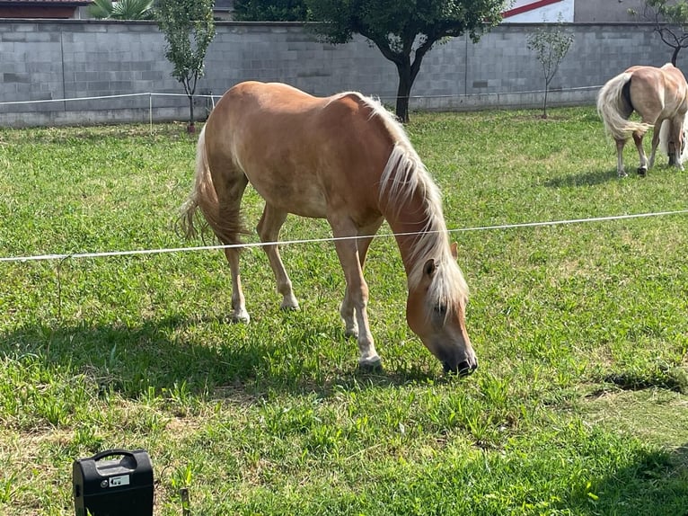 Haflinger Mare 3 years 14,2 hh Chestnut-Red in Caravaggio