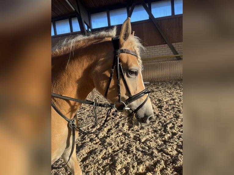 Haflinger Mare 3 years 14,2 hh in Heinersreuth