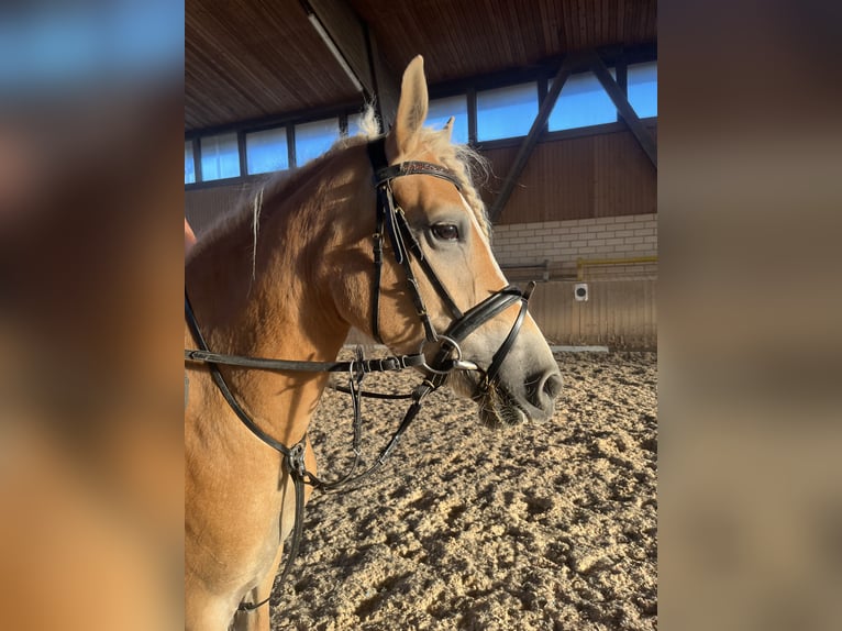 Haflinger Mare 3 years 14,2 hh in Heinersreuth