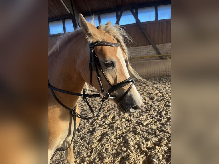 Haflinger Mare 3 years 14,2 hh in Heinersreuth