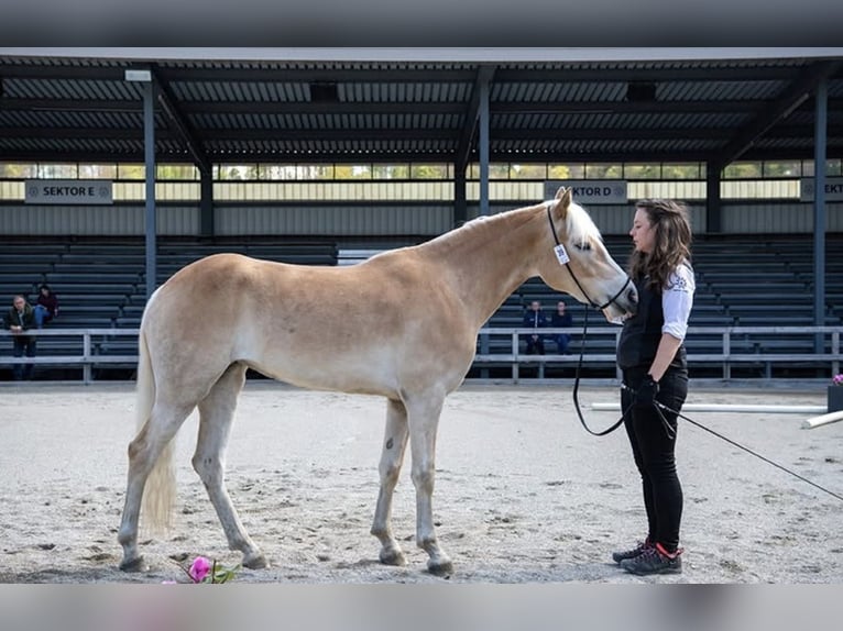Haflinger Mare 3 years 14.2 hh  in Steinach am Brenner