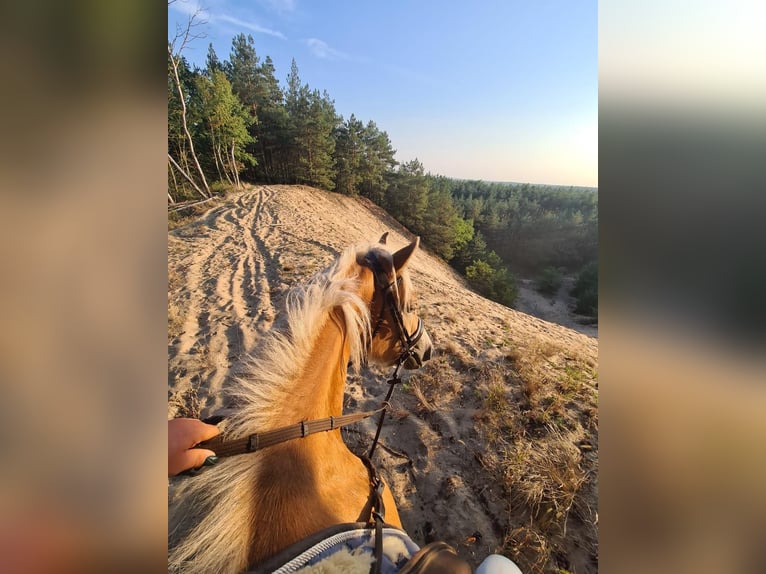 Haflinger Mare 3 years 14,2 hh in Hohenseeden