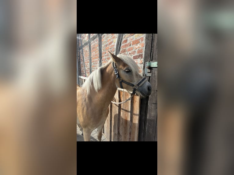 Haflinger Mare 3 years 14,2 hh in Hohenseeden