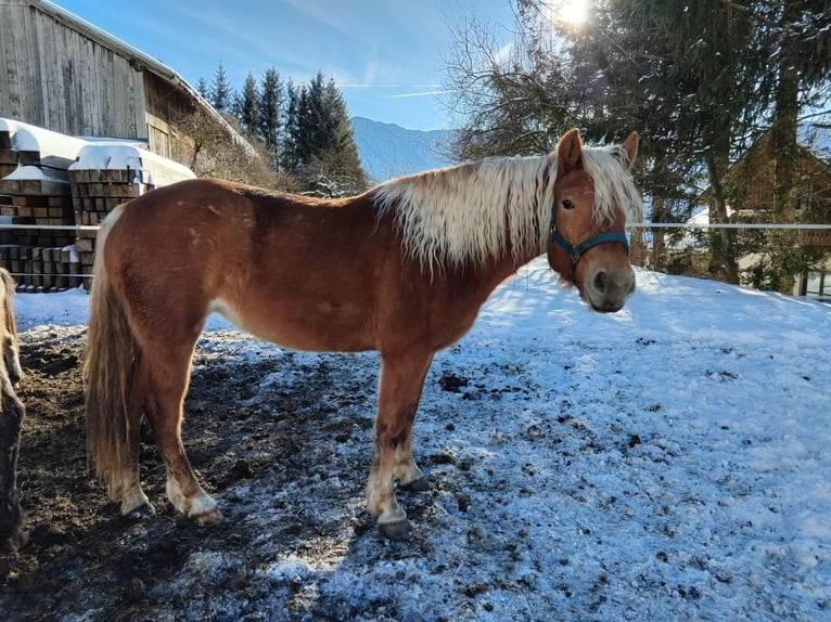 Haflinger Mare 3 years 14,2 hh Sorrel in BAD AUSSEE