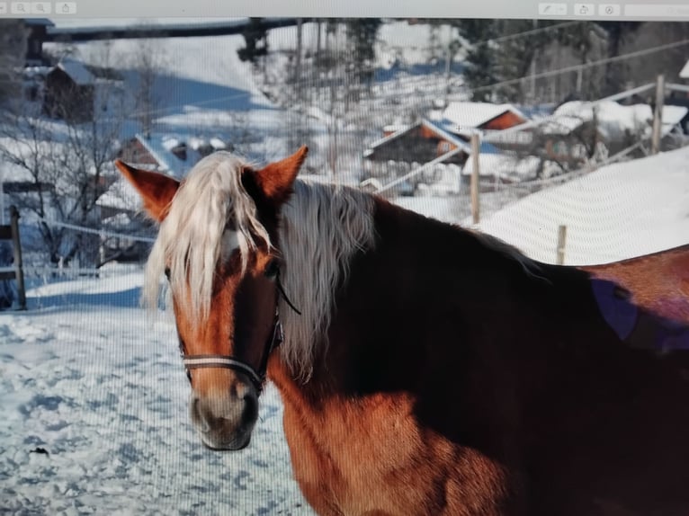 Haflinger Mare 3 years 14,2 hh Sorrel in BAD AUSSEE