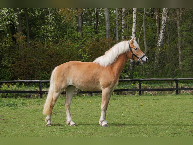 Haflinger Mare 3 years 14.3 hh Chestnut-Red in Harkema