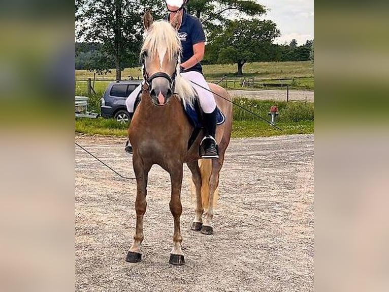 Haflinger Mare 3 years 14,3 hh Chestnut-Red in Rümlang