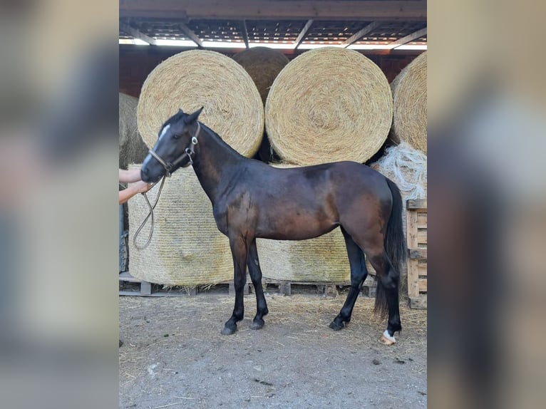 Haflinger Mix Mare 3 years 14 hh Black in Sömmerda Ortsteil Orlishausen