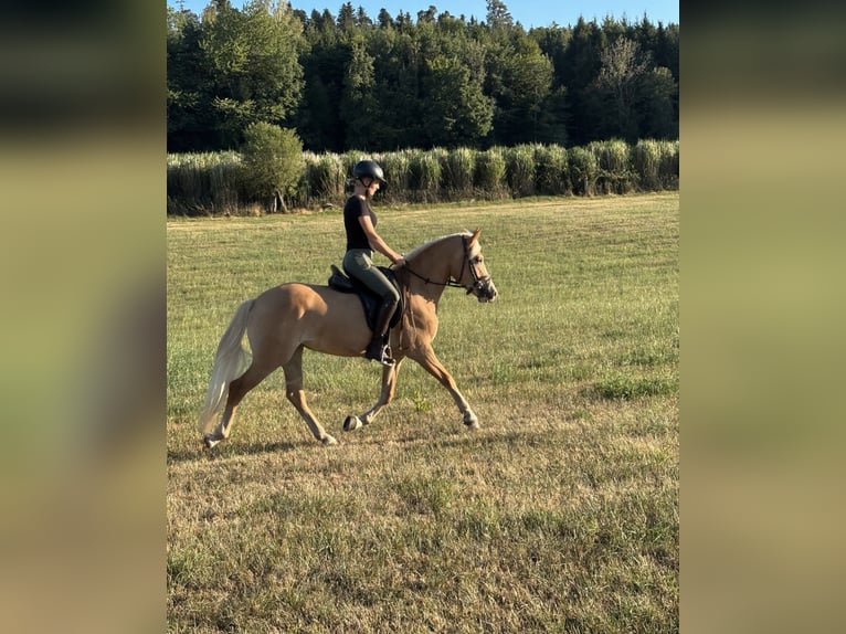 Haflinger Mare 3 years 14 hh Chestnut-Red in Aschau am Inn