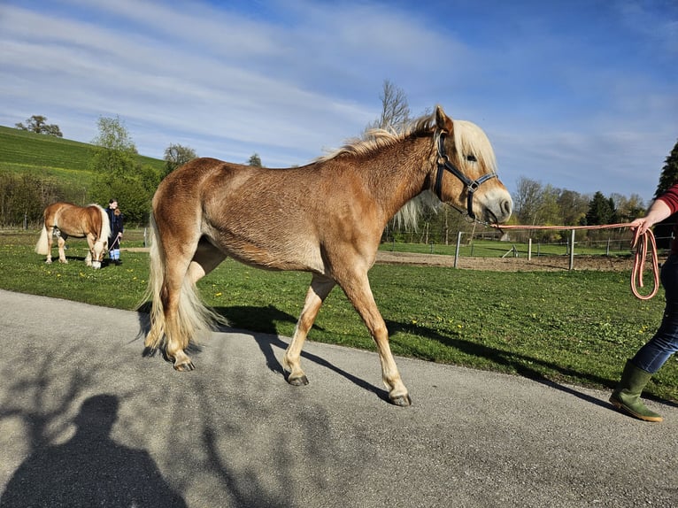 Haflinger Mare 3 years 14 hh Chestnut-Red in Oberndorf an der Melk