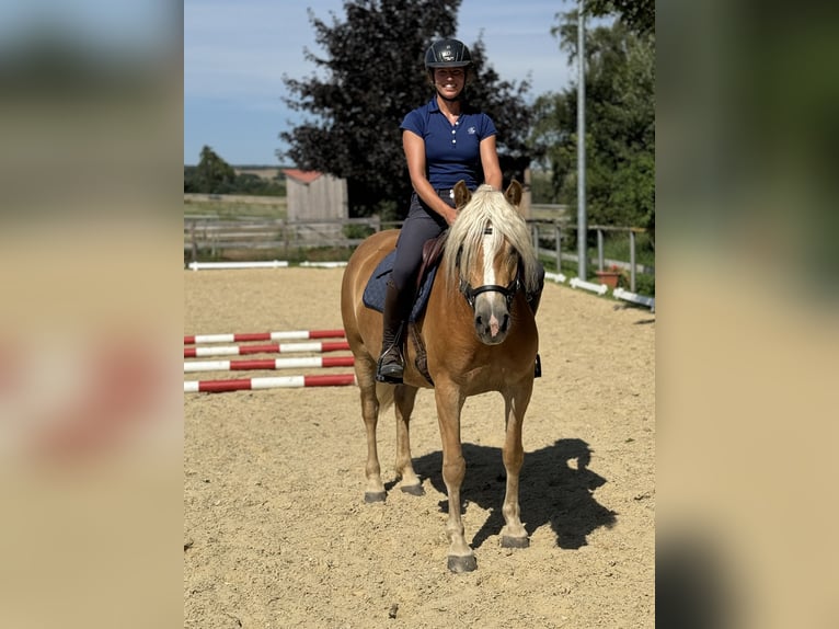 Haflinger Mare 3 years 14 hh Chestnut-Red in Niederbösa