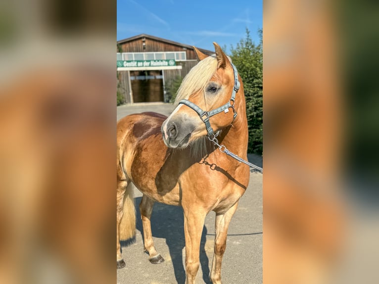 Haflinger Mare 3 years 14 hh Chestnut-Red in Niederbösa