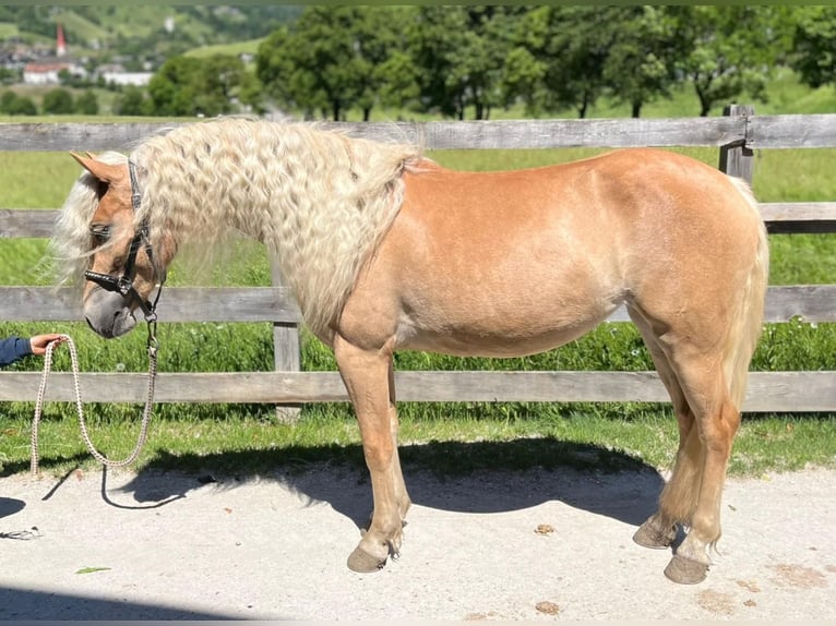 Haflinger Mare 3 years 14 hh Chestnut-Red in St. Leonhard