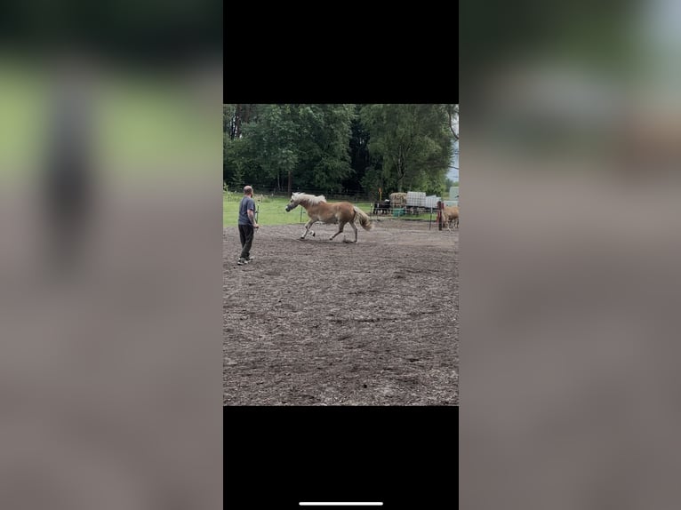 Haflinger Mare 3 years 14 hh Dun in Wesendorf