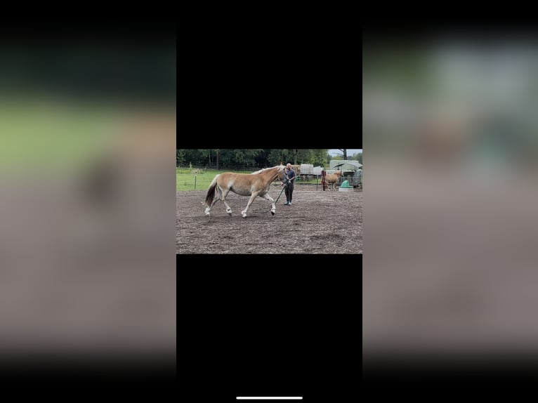 Haflinger Mare 3 years 14 hh Dun in Wesendorf
