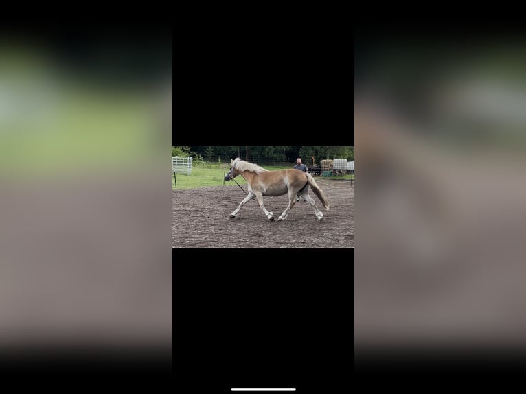 Haflinger Mare 3 years 14 hh Dun in Wesendorf