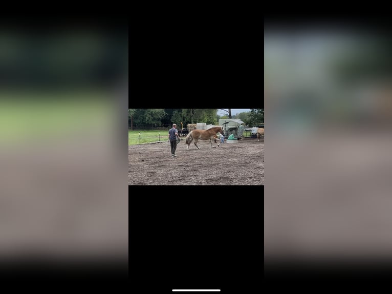 Haflinger Mare 3 years 14 hh Dun in Wesendorf