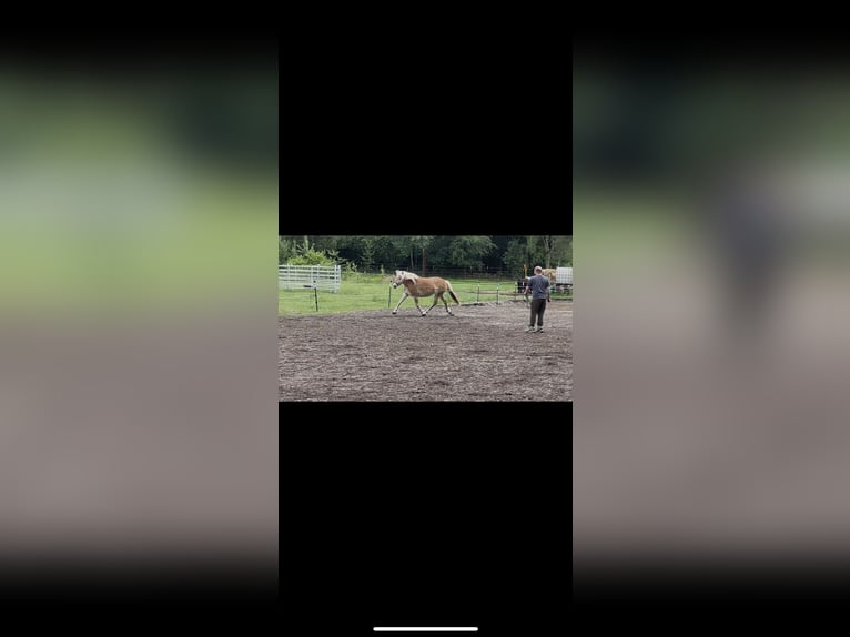 Haflinger Mare 3 years 14 hh Dun in Wesendorf