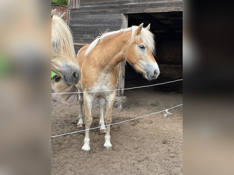 Haflinger Mare 3 years 14 hh Dun in Wesendorf
