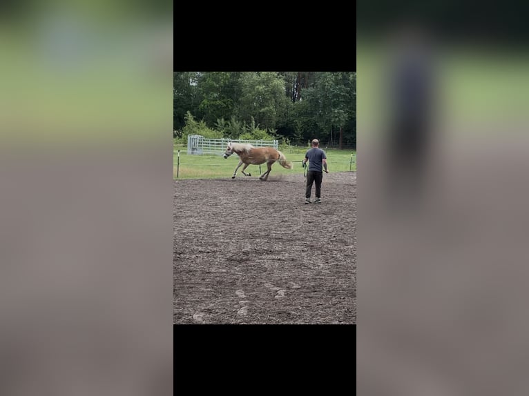 Haflinger Mare 3 years 14 hh Dun in Wesendorf