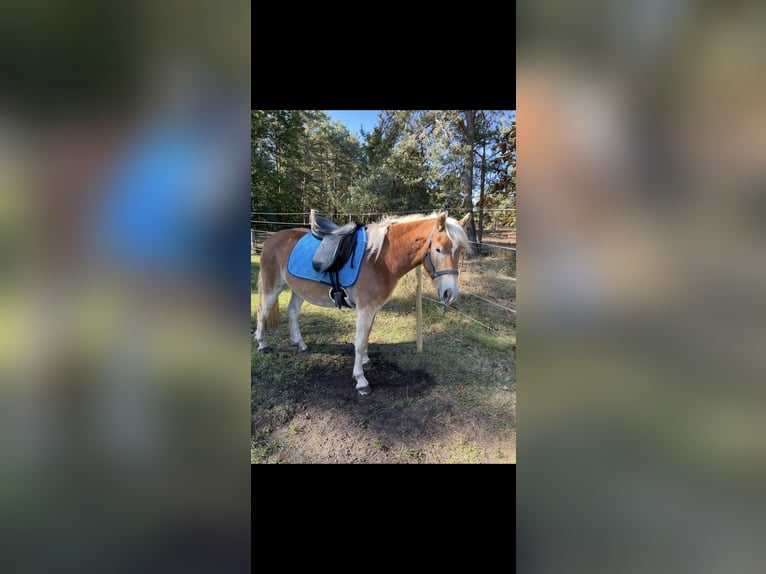 Haflinger Mare 3 years 14 hh Dun in Wesendorf
