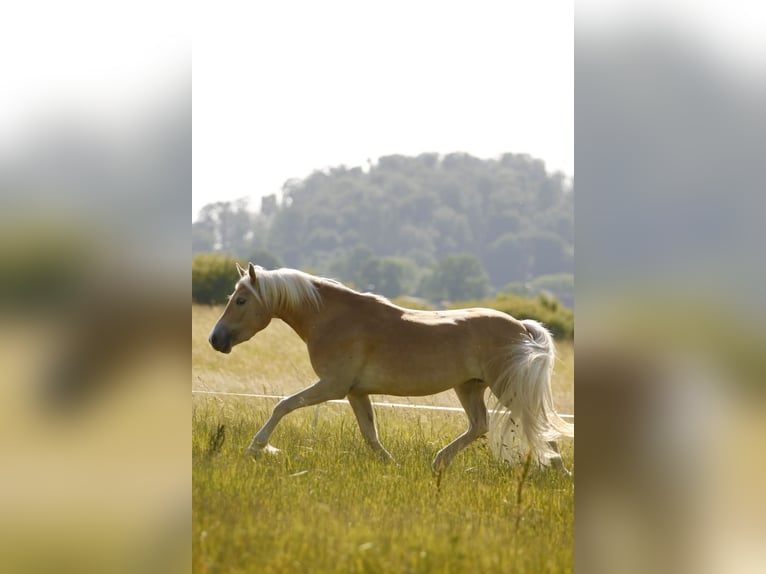 Haflinger Mare 3 years 14,1 hh Chestnut-Red in Leutershausen