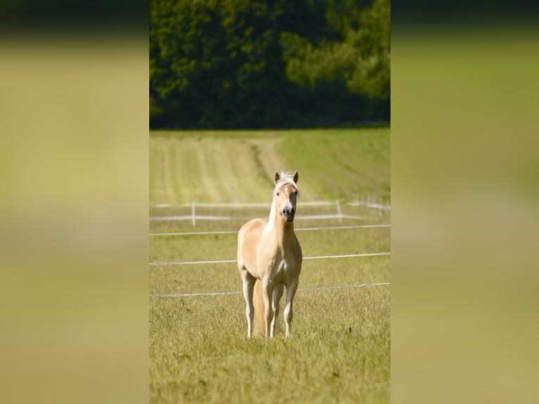 Haflinger Mare 3 years 14,1 hh Chestnut-Red in Leutershausen