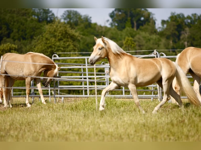 Haflinger Mare 3 years 14,1 hh Chestnut-Red in Leutershausen