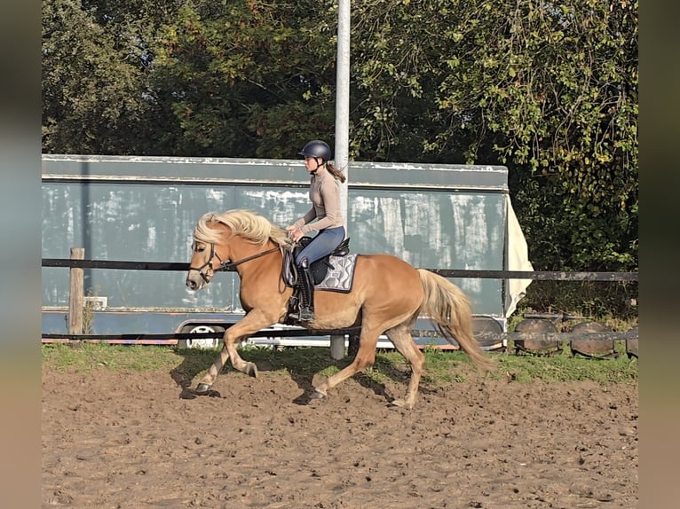 Haflinger Mare 3 years 14,1 hh Chestnut-Red in M&#xFC;lheim an der Ruhr