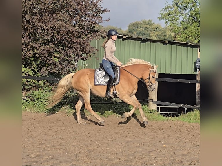 Haflinger Mare 3 years 14,1 hh Chestnut-Red in M&#xFC;lheim an der Ruhr