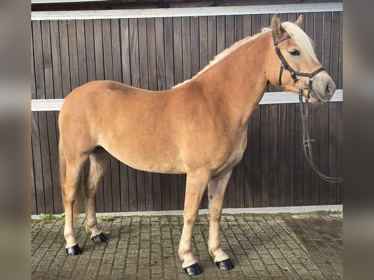 Haflinger Mare 3 years 14,1 hh Chestnut-Red in M&#xFC;lheim an der Ruhr