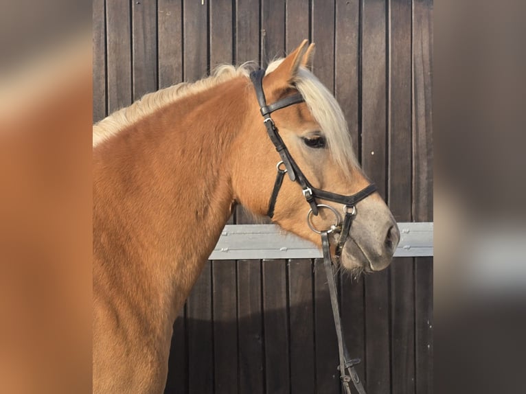Haflinger Mare 3 years 14,1 hh Chestnut-Red in M&#xFC;lheim an der Ruhr
