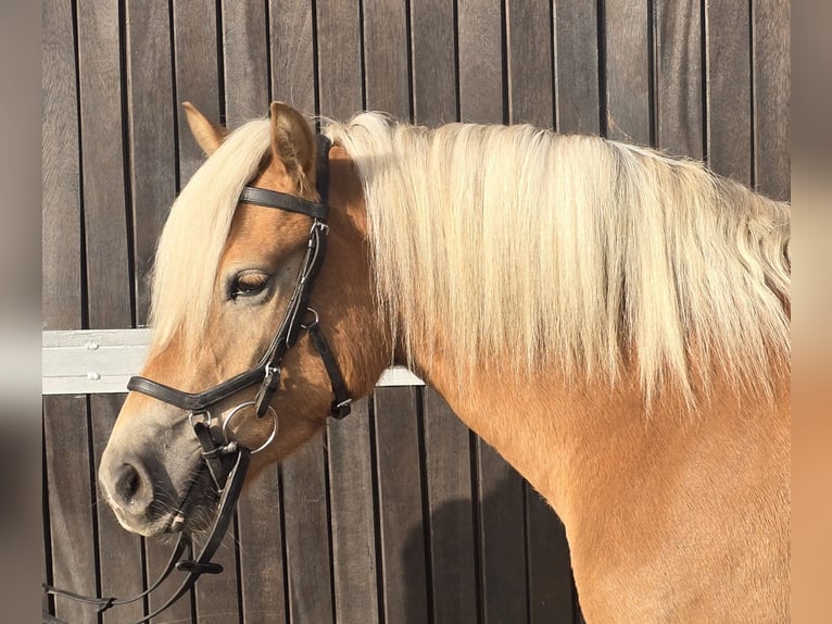 Haflinger Mare 3 years 14,1 hh Chestnut-Red in M&#xFC;lheim an der Ruhr