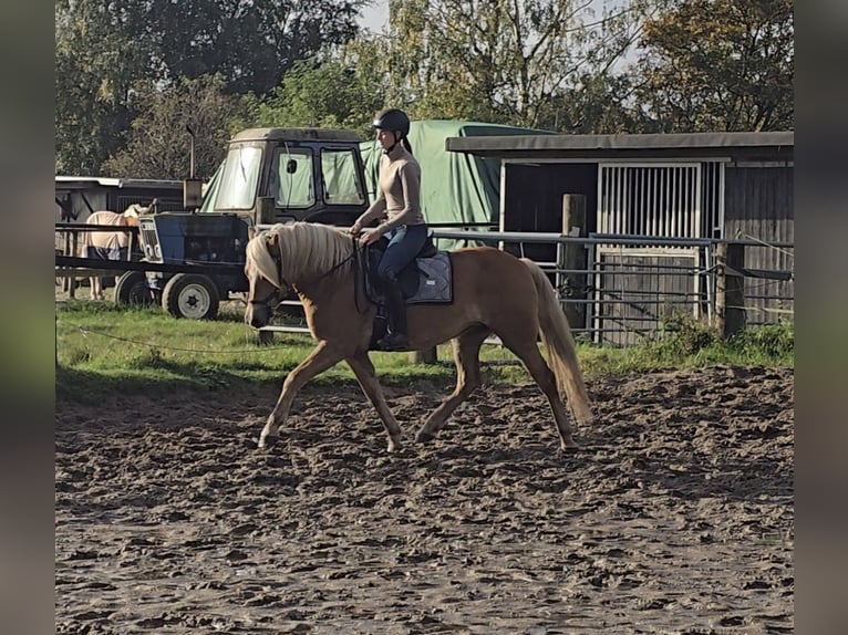 Haflinger Mare 3 years 14,1 hh Chestnut-Red in M&#xFC;lheim an der Ruhr